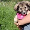 Süße Phoebe sucht neuen Wirkungskreis
