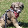 Süße Phoebe sucht neuen Wirkungskreis