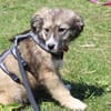 Süße Phoebe sucht neuen Wirkungskreis