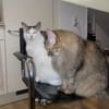 Bella & Olivia -Freundliche Katzenladys