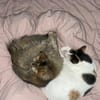 Bella & Olivia -Freundliche Katzenladys