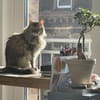 Bella & Olivia -Freundliche Katzenladys