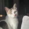 Bella & Olivia -Freundliche Katzenladys