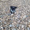 Lenny sucht ein Zuhause