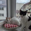Emmy und Morphy aus dem Tierschutz