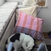 Emmy und Morphy aus dem Tierschutz