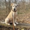 Murray sucht ein Zuhause als Einzelprinz