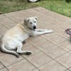 Murray sucht ein Zuhause als Einzelprinz