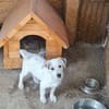 Little White Rock sucht seine Familie