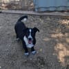 Kleiner Rocky sucht Familie