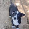 Kleiner Rocky sucht Familie