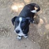 Kleiner Rocky sucht Familie