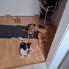 Snoopy ist ein verschmustes Zwergerl