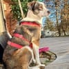 Ouzy ist eine so sanfte und liebe Seele!