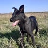 Rusty - junger Abenteurer sucht Familie