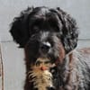 Taz