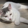 SMOKEY (RESERVE)
