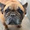 Poppy (adoption duo avec choucroute)