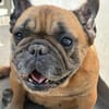 Poppy (adoption duo avec choucroute)