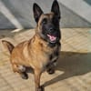 TYSON (Malinois)