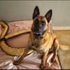 TYSON (Malinois)