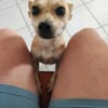 Guizmo un concentré d'amour créole