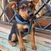 SCOUT (Martina)