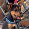 SCOUT (Martina)