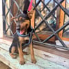 SCOUT (Martina)