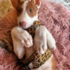 RAYO (Martina)