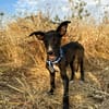 PUMBA (Animalea)