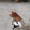 Alfio  nett und liebenswert
