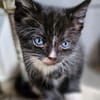 Katzenkind Pepper