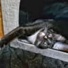 Katzenkind Pepper