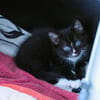 Katzenkind Pepper