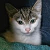Katzenkind Helmut