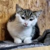 Katzenkind Helmut