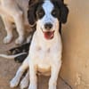 Charmanter junger Snoopy