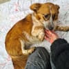 Amy  einfach zauberhaft  Tierschutz