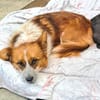 Amy  einfach zauberhaft  Tierschutz