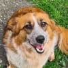Amy  einfach zauberhaft  Tierschutz