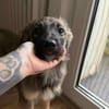 Feya sucht ihre Familie
