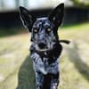 Foxy hätte so gerne endlich eine Familie