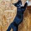 Katzenkind Pablo