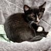 Katzenkind Pablo