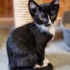 Katzenkind Pablo