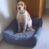 Lunetta - Lucy sucht ein neues Zuhause