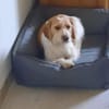 Lunetta - Lucy sucht ein neues Zuhause