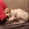 Lunetta - Lucy sucht ein neues Zuhause