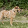 Bunny sucht ein liebevolles Zuhause